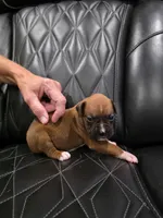 Daisy, a female Boxer for sale in Camdenton, MO – 3 of 8