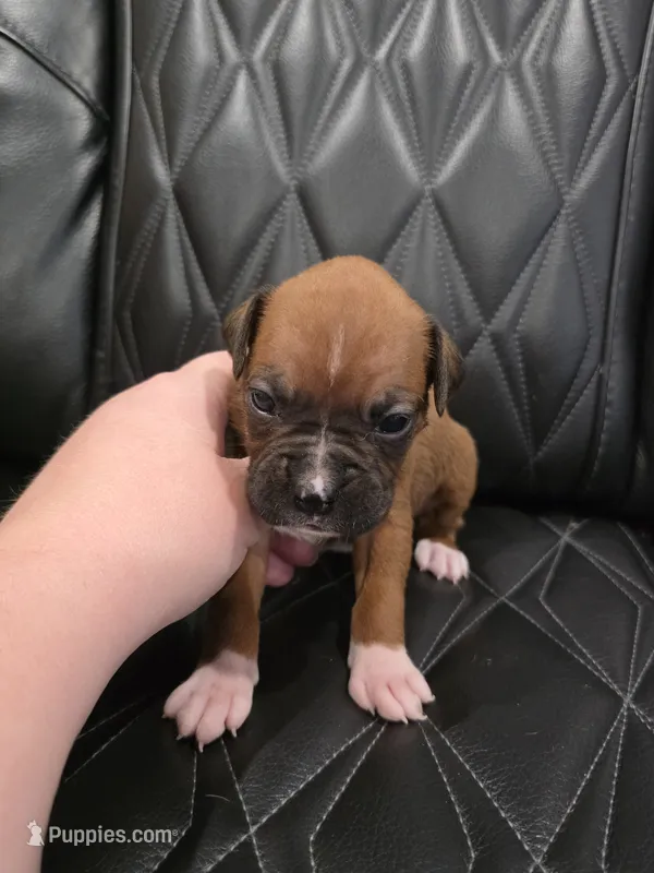 Daisy – Boxer puppy for sale in Camdenton, MO