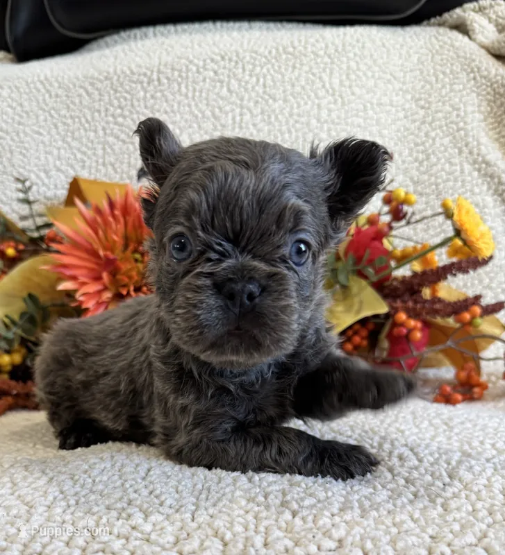 FLUFFY JAZZY – French Bulldog puppy for sale in Camdenton, MO