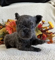 FLUFFY JAZZY, a female French Bulldog for sale in Camdenton, MO – 1 of 8