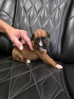 Bandit, a male Boxer for sale in Camdenton, MO – 3 of 6