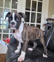 Marlee- full akc, a female Boxer for sale in Camdenton, MO – 4 of 10