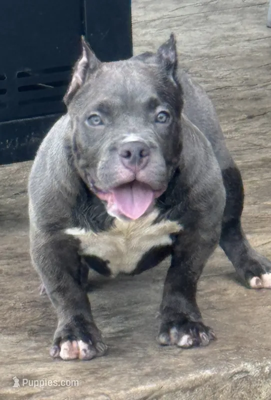  REDUCED PRICE Star *Pocket bully* – American Bully puppy for sale in Camdenton, MO