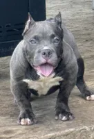  REDUCED PRICE Star *Pocket bully*, a female American Bully for sale in Camdenton, MO – 1 of 10