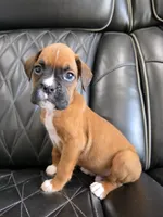 Bandit- full akc ✅️vet checked✅️, a male Boxer for sale in Camdenton, MO – 2 of 10