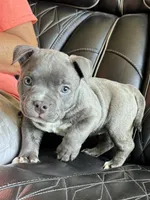 Star *Pocket bully*, a female American Bully for sale in Camdenton, MO – 2 of 10