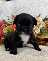 FLUFFY MIDNIGHT, a female French Bulldog for sale in Camdenton, MO – 5 of 7
