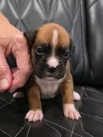Roxy, a female Boxer for sale in Camdenton, MO – 1 of 8