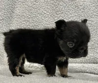FLUFFY BIG ROPE RICO, a male French Bulldog for sale in Camdenton, MO – 3 of 10