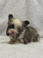 FLUFFY CASHMERE, a female French Bulldog for sale in Camdenton, MO – 8 of 10