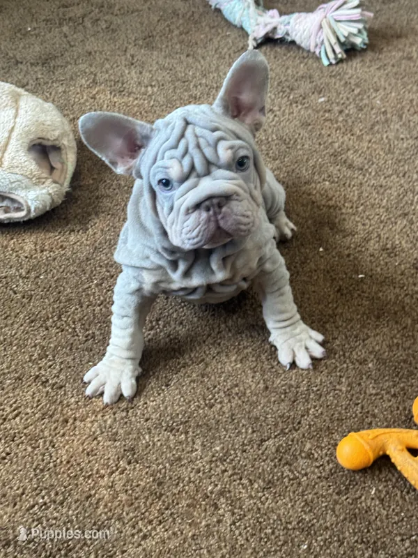 REDUCED VELVET BIG ROPE WRINKLES – French Bulldog puppy for sale in Camdenton, MO