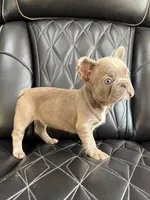 REDUCED SASHA, a female French Bulldog for sale in Camdenton, MO – 7 of 8
