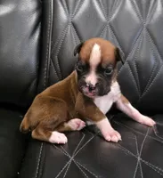 Cooper, a male Boxer for sale in Camdenton, MO – 4 of 10