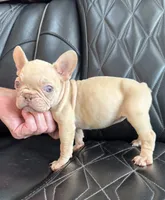 REDUCED VELVET PEACHES, a female French Bulldog for sale in Camdenton, MO – 9 of 9