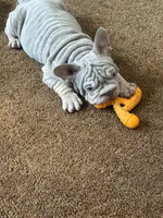 REDUCED VELVET BIG ROPE WRINKLES, a male French Bulldog for sale in Osage Beach, MO – 2 of 10