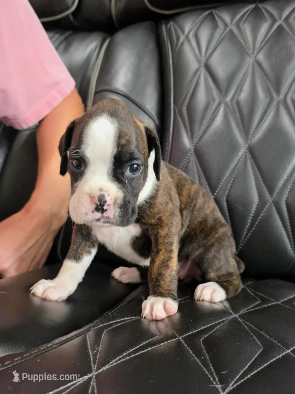 Marlee – Boxer puppy for sale in Camdenton, MO