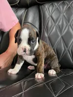 Marlee, a female Boxer for sale in Camdenton, MO – 1 of 9