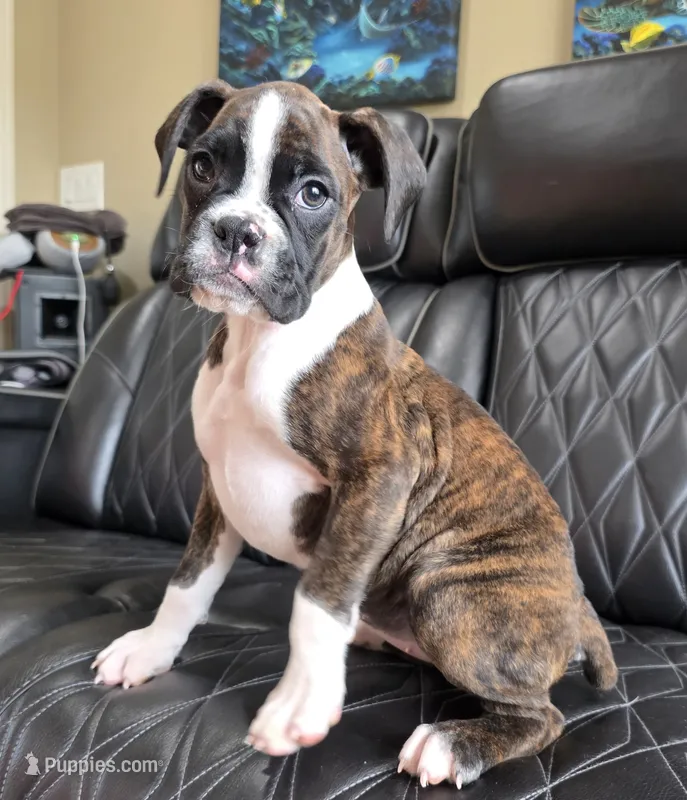 Marlee- full akc ✅️vet checked✅️ – Boxer puppy for sale in Camdenton, MO