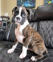 Marlee- full akc, a female Boxer for sale in Camdenton, MO – 1 of 10