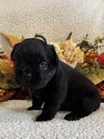 FLUFFY MARLEE, a female French Bulldog for sale in Camdenton, MO – 2 of 6