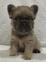 FLUFFY FLUFFY MIA, a female French Bulldog for sale in Camdenton, MO – 1 of 10