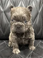❤️ FLUFFY SADIE❤️, a female French Bulldog for sale in Camdenton, MO – Photo 8 of 10