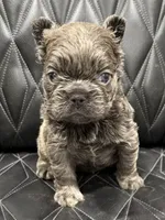 ❤️ FLUFFY SADIE❤️, a female French Bulldog for sale in Camdenton, MO – Photo 6 of 10