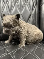❤️ FLUFFY SADIE❤️, a female French Bulldog for sale in Camdenton, MO – Photo 10 of 10