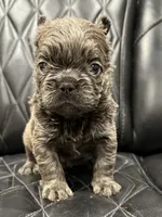 ❤️ FLUFFY SADIE❤️, a female French Bulldog for sale in Camdenton, MO – Photo 7 of 10