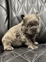 ❤️ FLUFFY SADIE❤️, a female French Bulldog for sale in Camdenton, MO – Photo 4 of 10