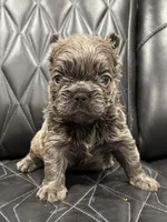 ❤️ FLUFFY SADIE❤️, a female French Bulldog for sale in Camdenton, MO – Photo 5 of 10
