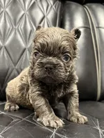 ❤️ FLUFFY SADIE❤️, a female French Bulldog for sale in Camdenton, MO – Photo 9 of 10