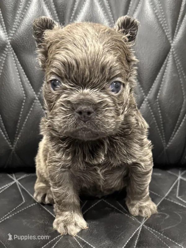 ❤️ FLUFFY SADIE❤️