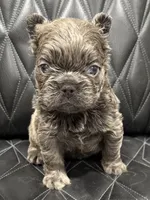 ❤️ FLUFFY SADIE❤️, a female French Bulldog for sale in Camdenton, MO – Photo 1 of 10