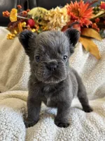 FLUFFY MOOCHY, a male French Bulldog for sale in Camdenton, MO – 3 of 8
