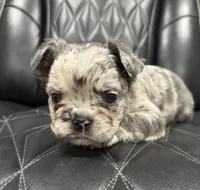 🦠FLUFFY💲 SKYLEE🦠, a female French Bulldog for sale in Camdenton, MO – Photo 10 of 10
