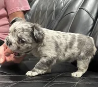 🦠FLUFFY💲 SKYLEE🦠, a female French Bulldog for sale in Camdenton, MO – Photo 9 of 10