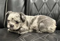 🦠FLUFFY💲 SKYLEE🦠, a female French Bulldog for sale in Camdenton, MO – Photo 2 of 10
