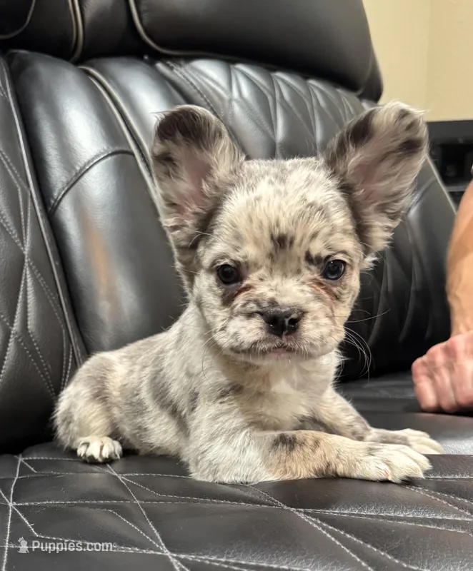 🦠REDUCED💲FLUFFY  SKYLEE🦠 – French Bulldog puppy for sale in Camdenton, MO