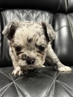 🦠FLUFFY💲 SKYLEE🦠, a female French Bulldog for sale in Camdenton, MO – Photo 3 of 10