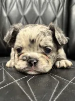 🦠FLUFFY💲 SKYLEE🦠, a female French Bulldog for sale in Camdenton, MO – Photo 4 of 10