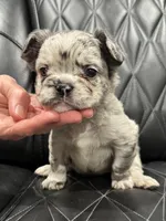 🦠FLUFFY💲 SKYLEE🦠, a female French Bulldog for sale in Camdenton, MO – Photo 7 of 10