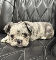 🦠FLUFFY💲 SKYLEE🦠, a female French Bulldog for sale in Camdenton, MO – Photo 6 of 10