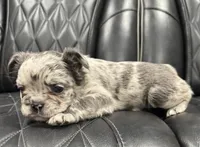 🦠FLUFFY💲 SKYLEE🦠, a female French Bulldog for sale in Camdenton, MO – Photo 5 of 10