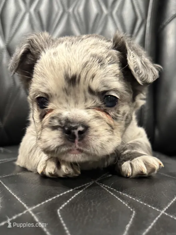 🦠FLUFFY💲 SKYLEE🦠 – French Bulldog puppy for sale in Camdenton, MO