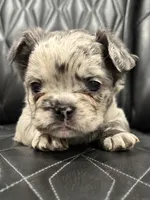 🦠FLUFFY💲 SKYLEE🦠, a female French Bulldog for sale in Camdenton, MO – Photo 1 of 10