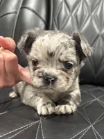 🦠FLUFFY💲 SKYLEE🦠, a female French Bulldog for sale in Camdenton, MO – Photo 8 of 10