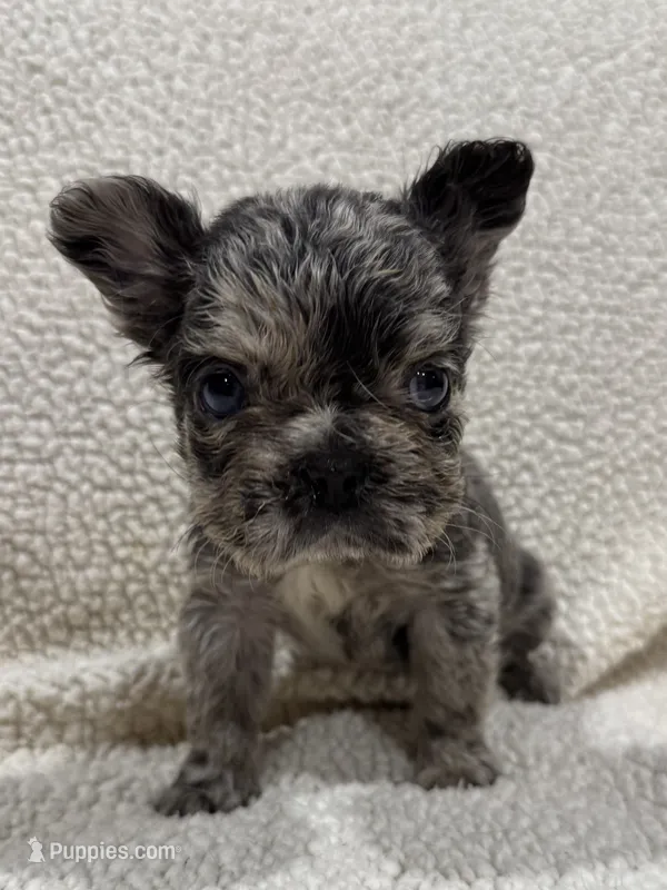 REDUCED💲FLUFFY HUXLEY – French Bulldog puppy for sale in Osage Beach, MO