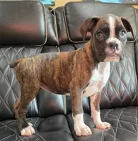 Marlee- full akc, a female Boxer for sale in Camdenton, MO – 6 of 10