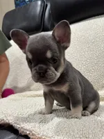 REDUCED💲KARLEE , a female French Bulldog for sale in Osage Beach, MO – 3 of 10
